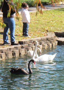 lake-eola-swans
