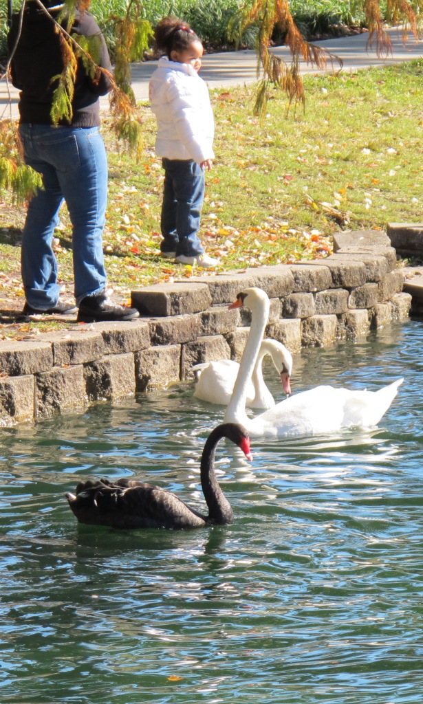 swans-lake-eola