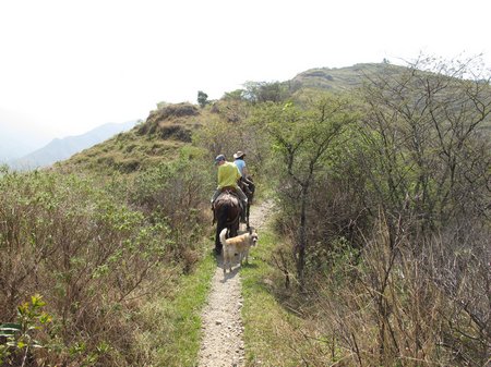 podocarpus-national-park-horse-trail