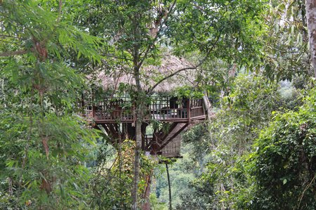 gibbon-experience-treehouse