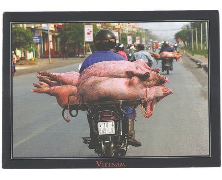 pig-postcard