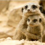 safari-holidays-with-children